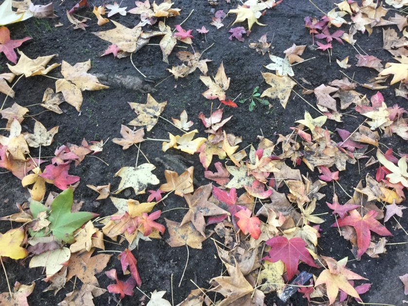 Autumn leaves of many colours lie on the ground