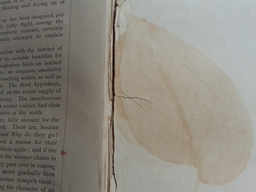 Open pages from a book show the brown imprint of a leaf