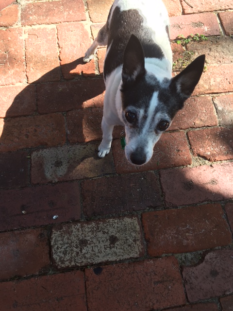 A black-and-white dog stands on brick paving